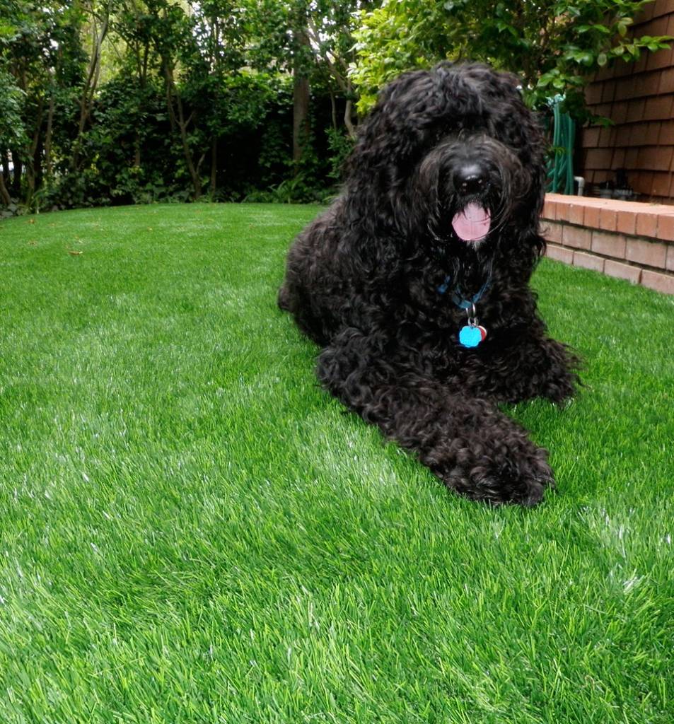 Pet friendly Artificial Grass