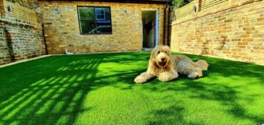Synthetic lawn Pet Premium 35