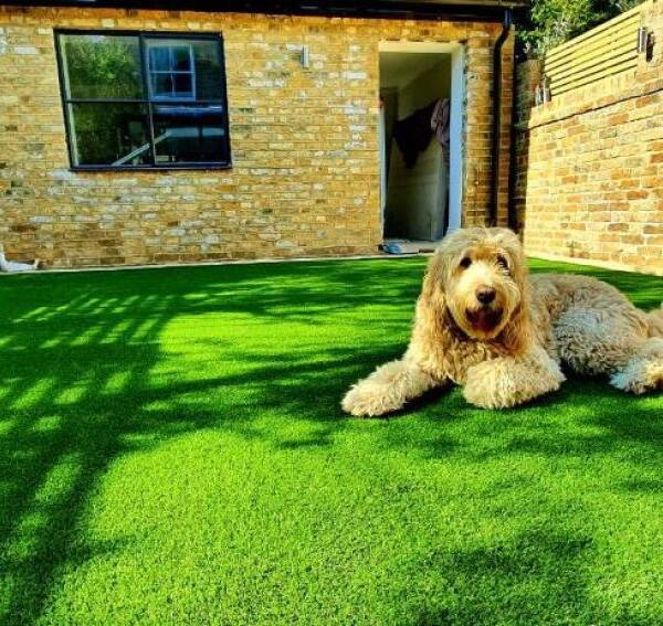 Pet Friendly Synthetic Lawn